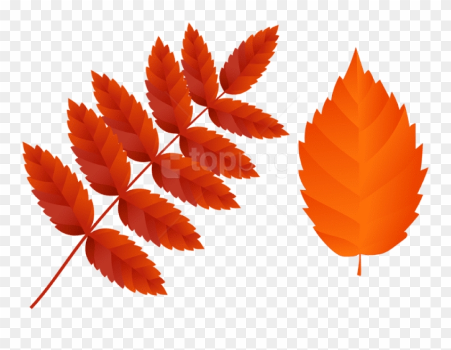 Download Two Dark Orange Fall Leaves Clipart Png Photo - Hanfblatt Transparent Png