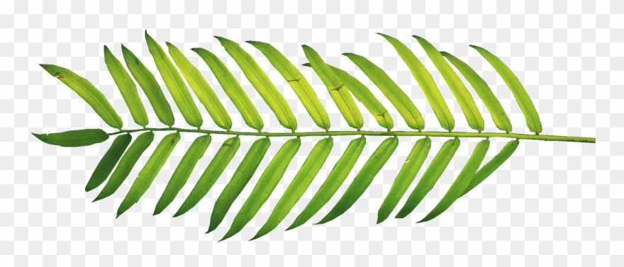 Palm Fronds, Tree Clipart, Ferns, Leaves, Nature, Polyvore, - Watercolor Tropical Leaves Png Transparent Png