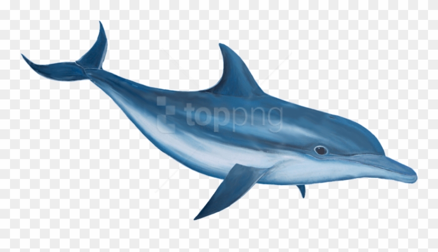 Free Png Dolphin Png Images Transparent - Transparent Dolphin Clipart
