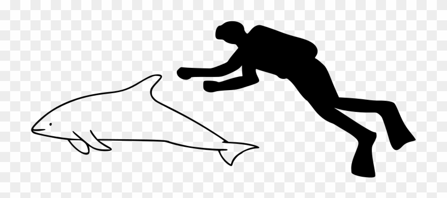 320 × 142 Pixels - Pygmy Sperm Whale Size Clipart