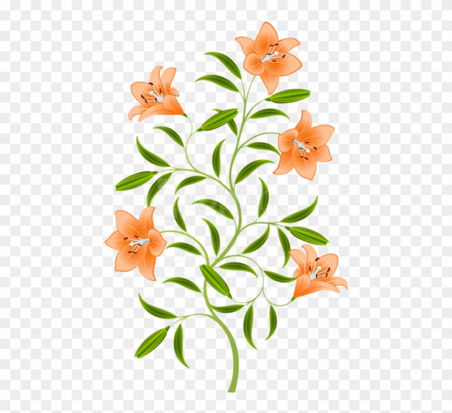 Download Orange Lily Png Images Background - Orange Lily Png Clipart