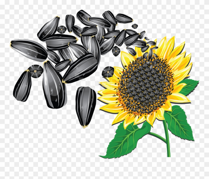 Free Png Download Sunflower Seeds Clipart Png Photo - Sunflower And Seeds Transparent Png