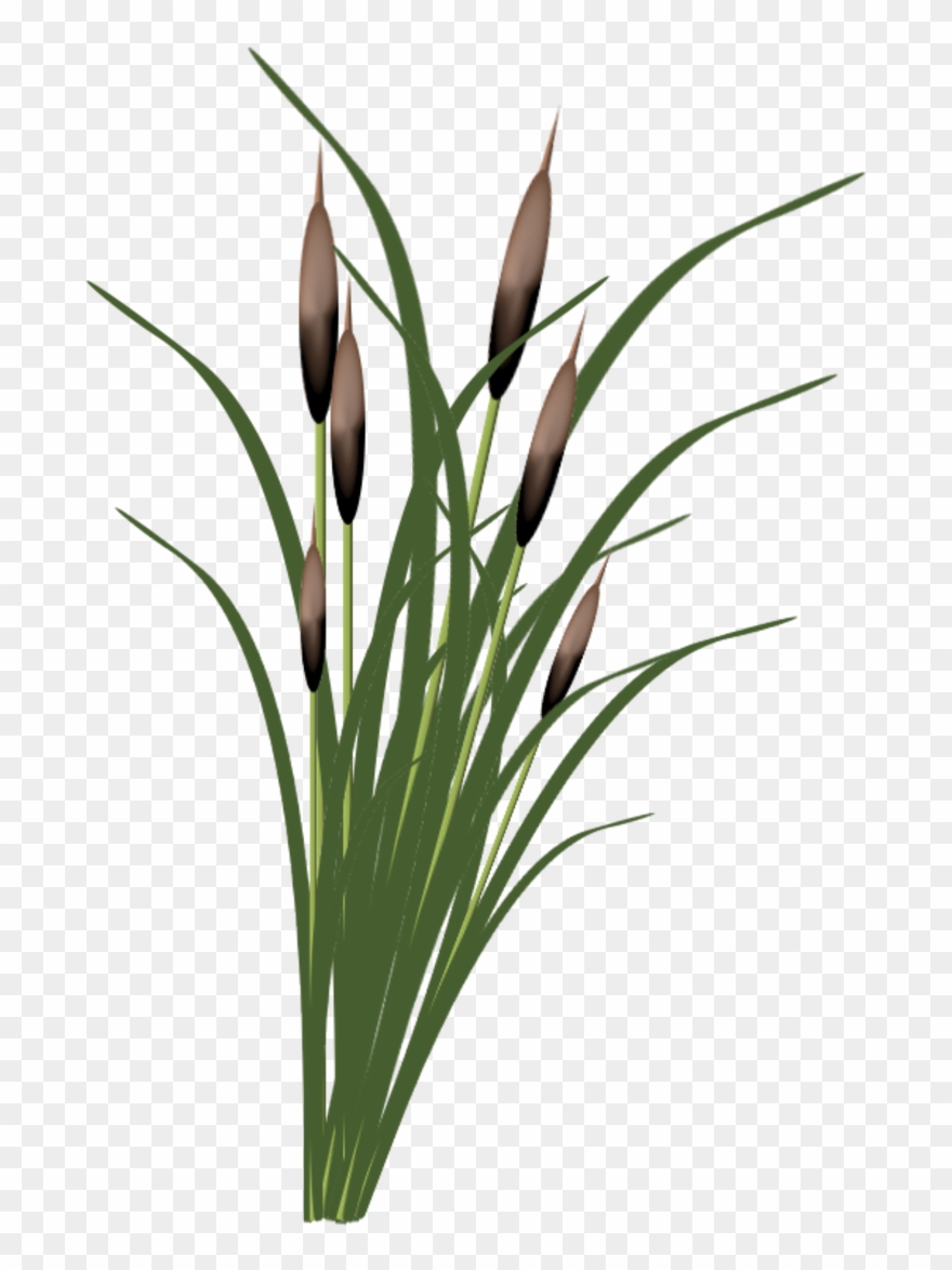 Page 3, Photoshop, Clip Art, Creations, Illustrations, - Roseau Photoshop - Png Download