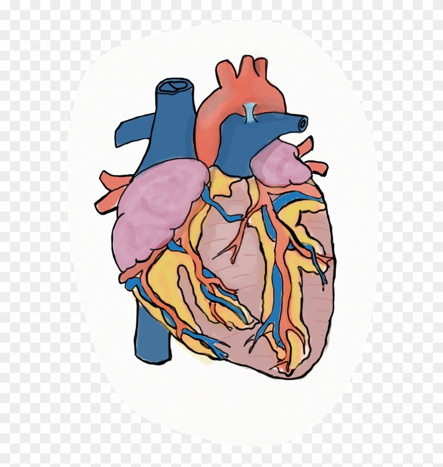 Car Accidents And Heart Attacks In Personal Injury - Cartoon Clipart