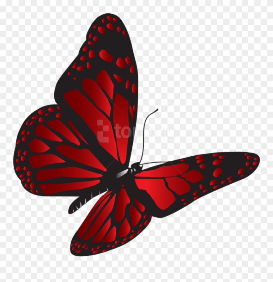 Download Red Butterfly Png Clipart Png Photo - Red Butterfly Transparent Background