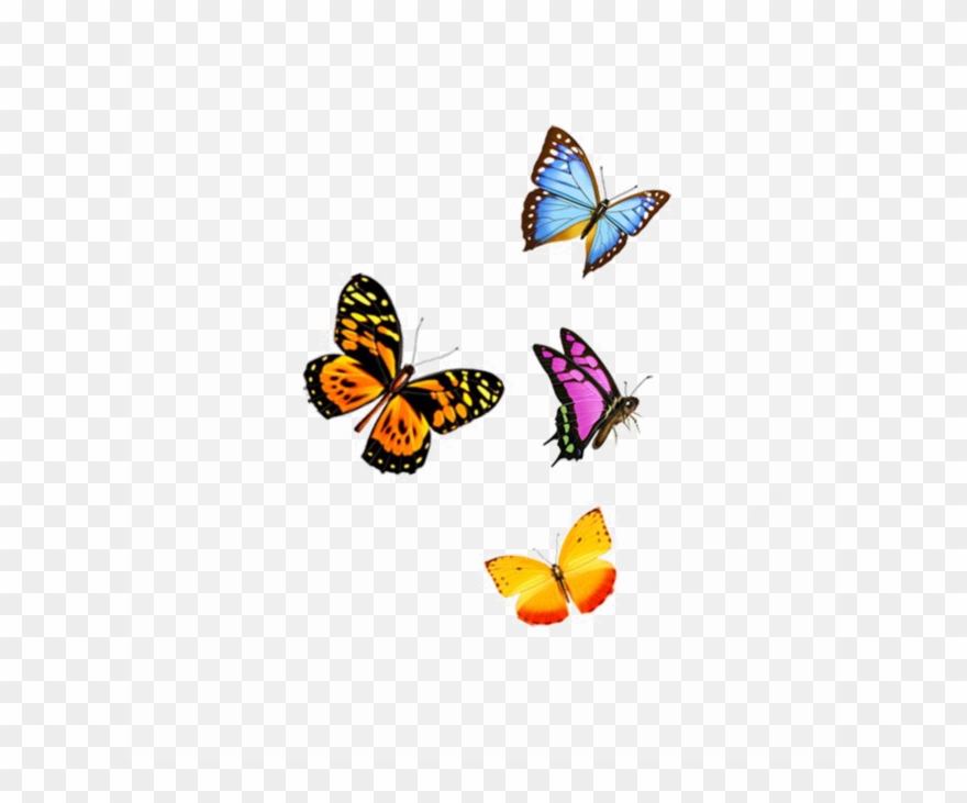Flying Butterfly Png Image Background - Transparent Background Butterfly Png Clipart