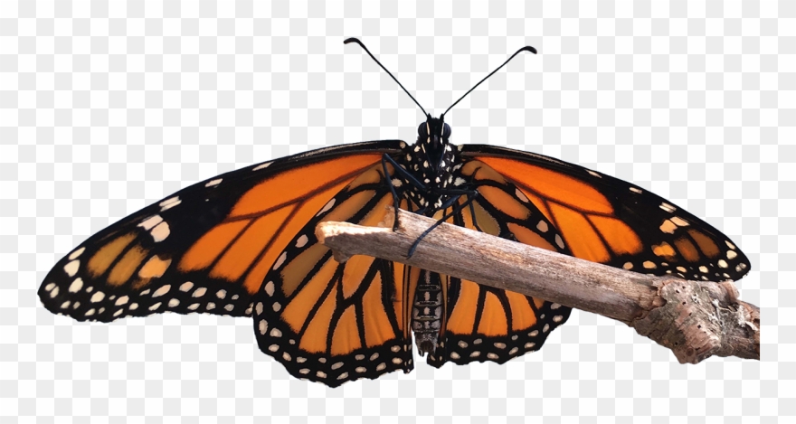 Home Usa Lifecycle - Building Websites With Joomla 1.5 Clipart