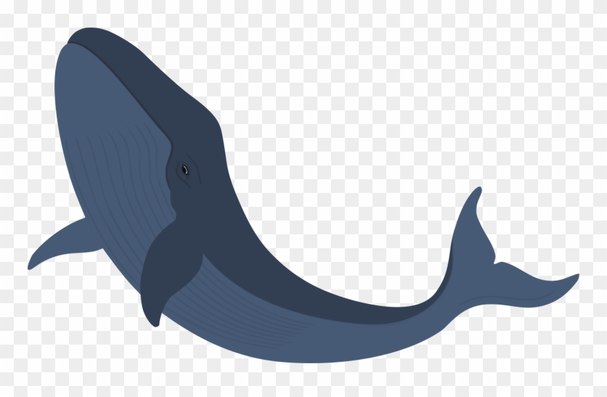 Whale 2500x1524px Clipart