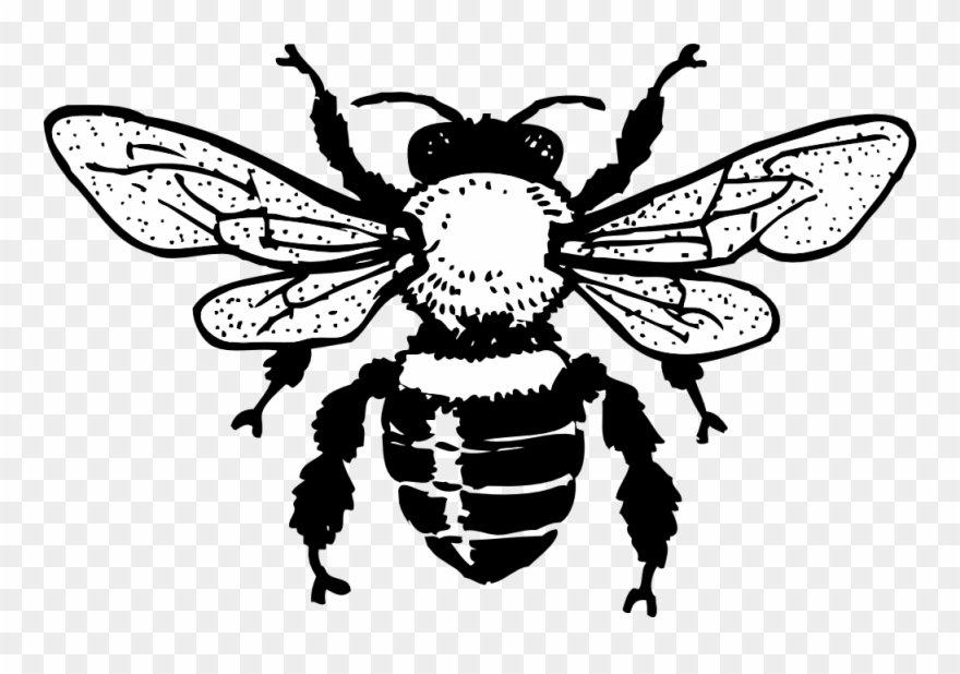 Free Honey Bee Drawing Download Free Clip Art Free - Bee Clip Art Free Black And White - Png Download