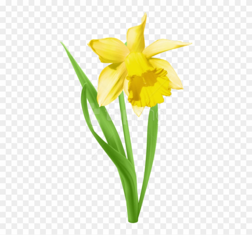 Daffodil Transparent Png - Daffodil With No Background Clipart