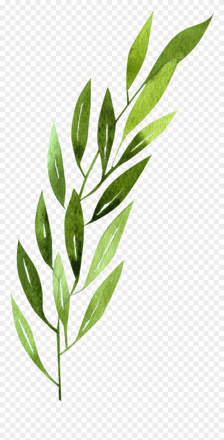 Daffodil Clipart Rainforest - Morella Cerifera - Png Download