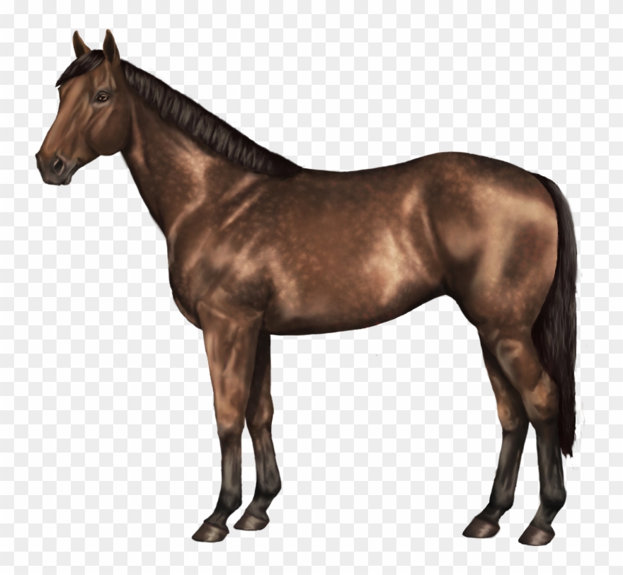 Bard's Tale Of White Night Acres Epic Win X Skade 2 - Does A Horse Look Like Clipart