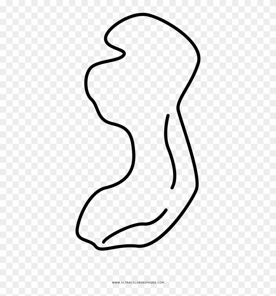 Fetus Coloring Page - Circle Shape Clipart