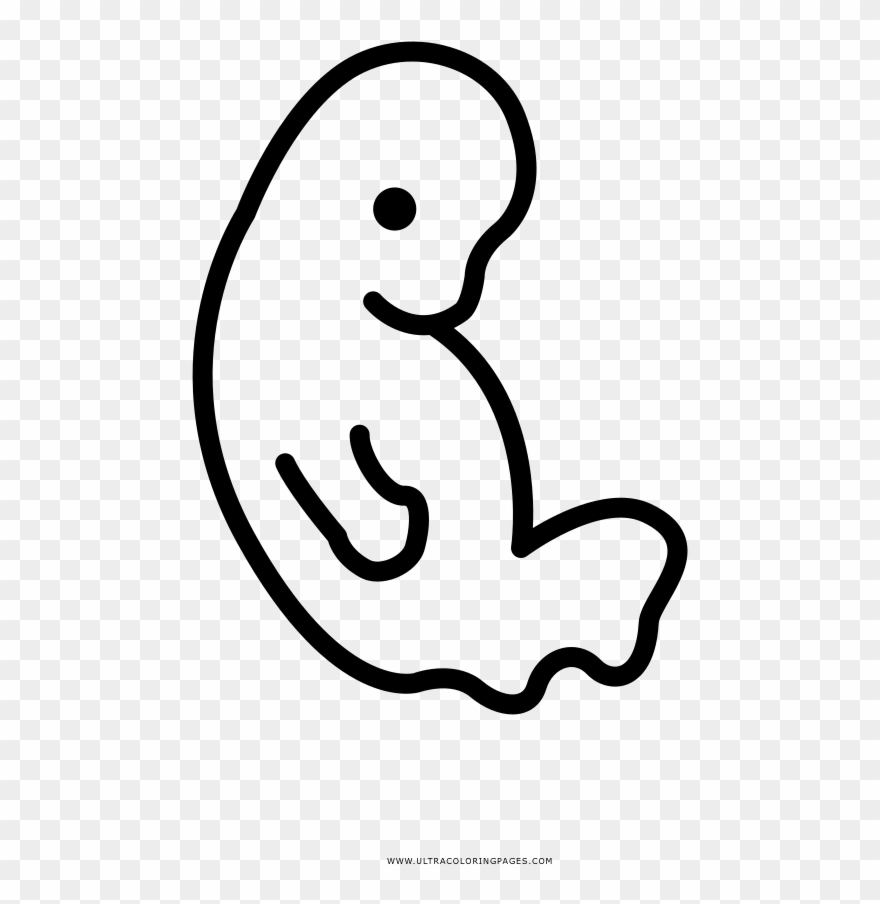 Embryo Coloring Page - Line Art Clipart