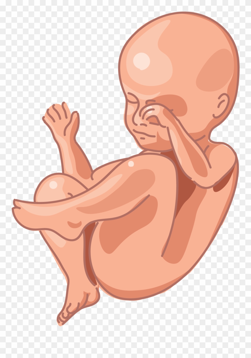 Image Of A Fetus At 28 Weeks Of Development - Cartoon Clipart