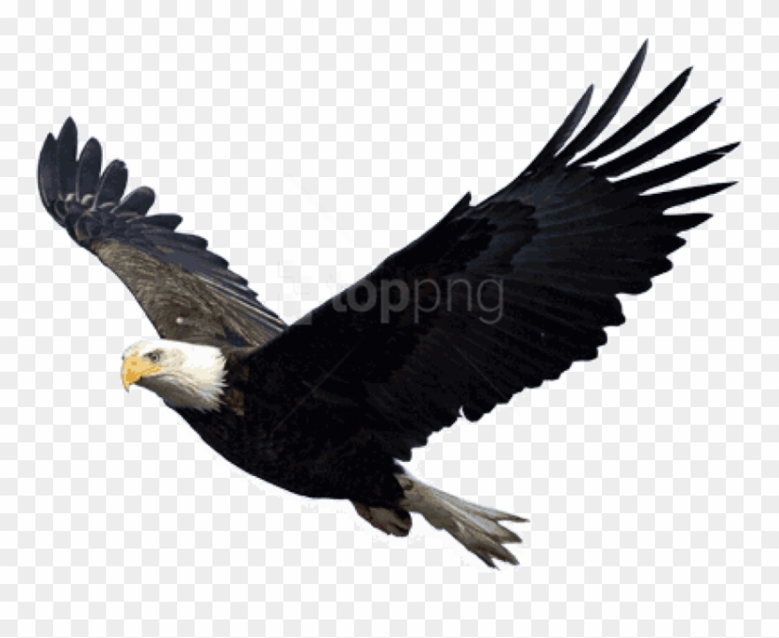 Free Png Images - Eagle Png Clipart