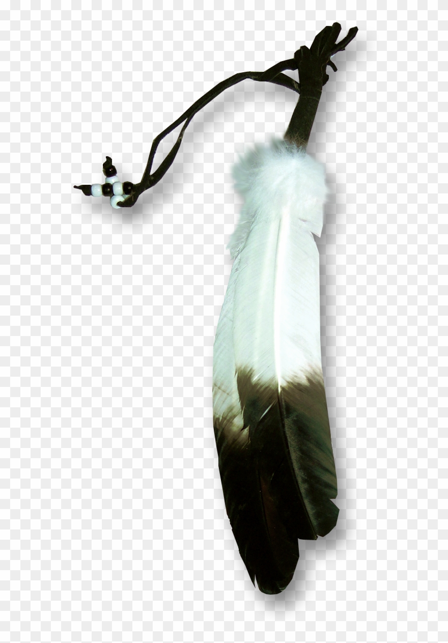 Eagle Feather Images Photo - Eagle Feather Transparent Clipart