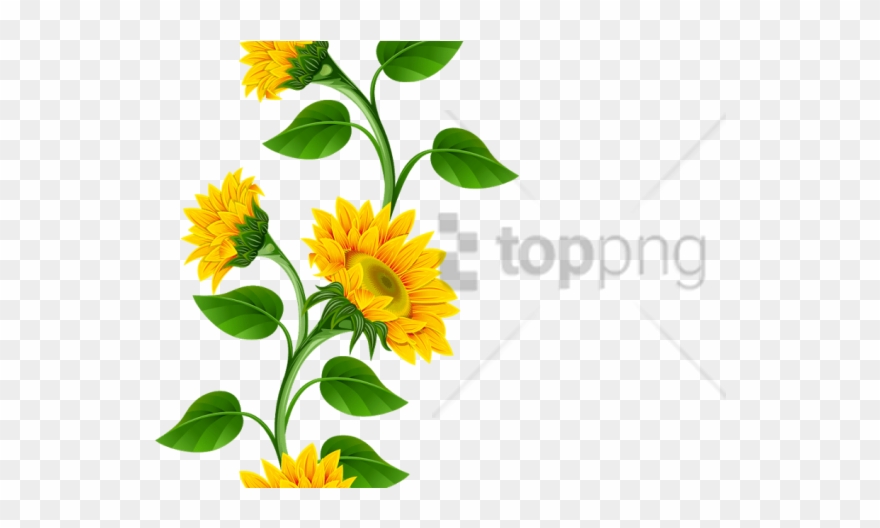 Free Png Sunflower Frame Png Png Image With Transparent - Clipart Transparent Background Sunflower