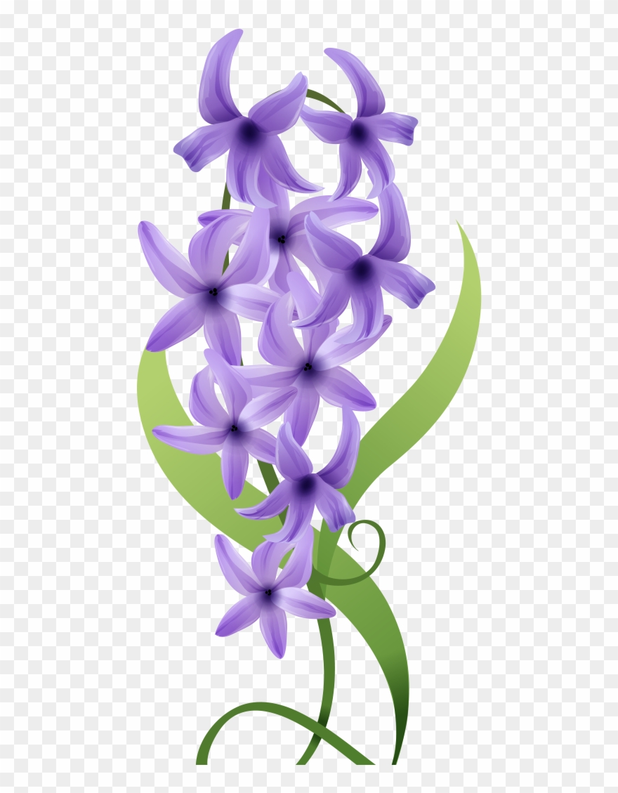 Pin - Hyacinth Clipart