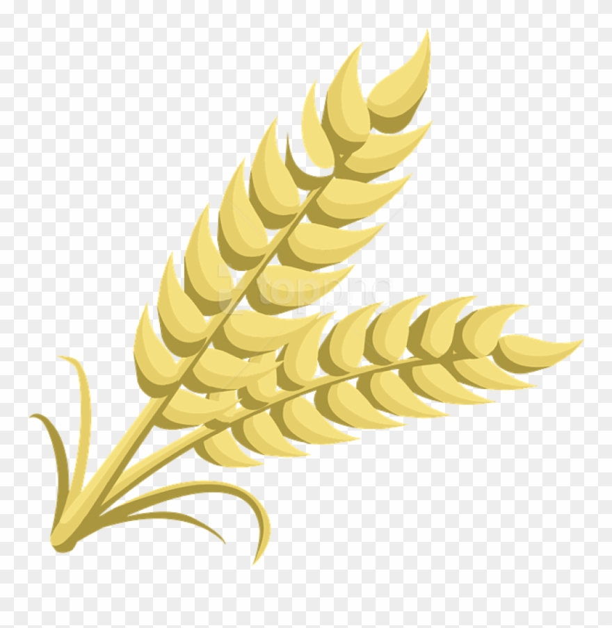 Free Png Wheat Png Images Transparent - Clipart Of Grain