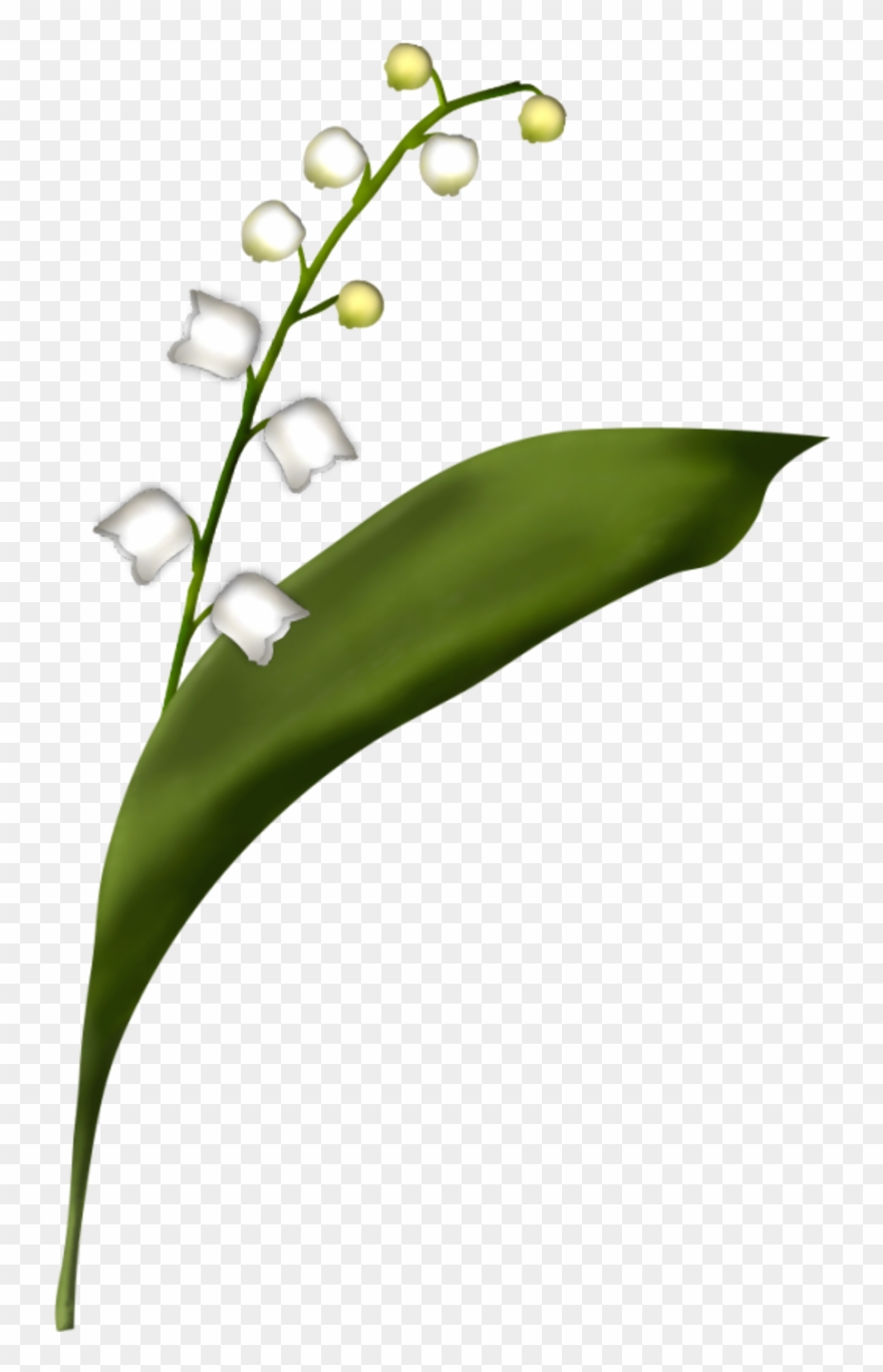 Muguet - Brin De Muguet Dessin Clipart