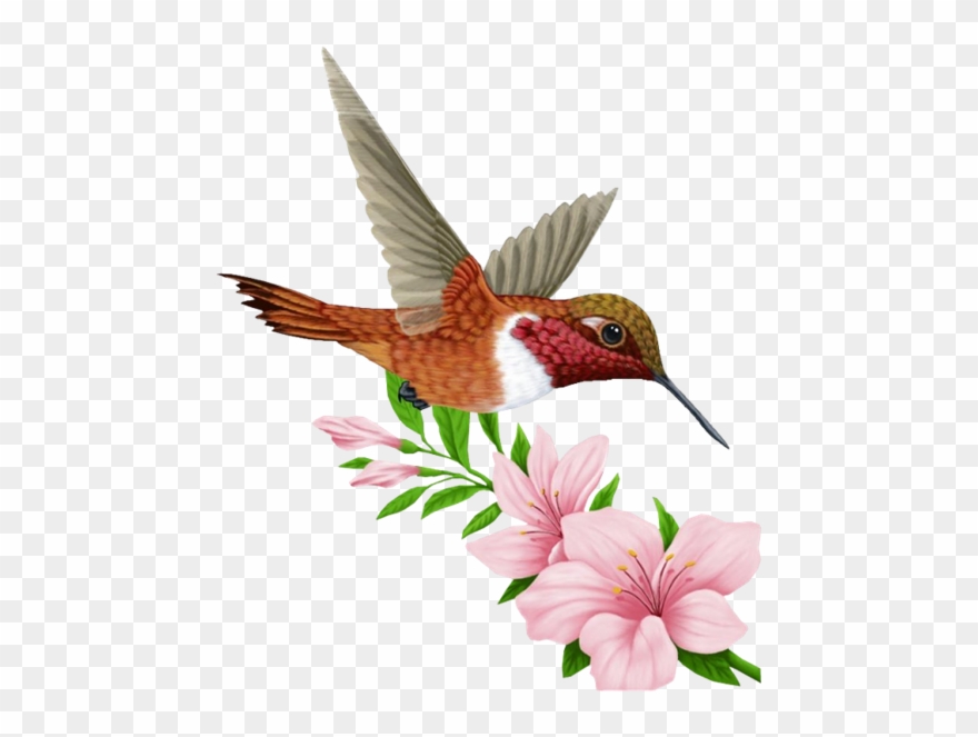 Muguet 30 Flo T - Rufous Hummingbird Clipart