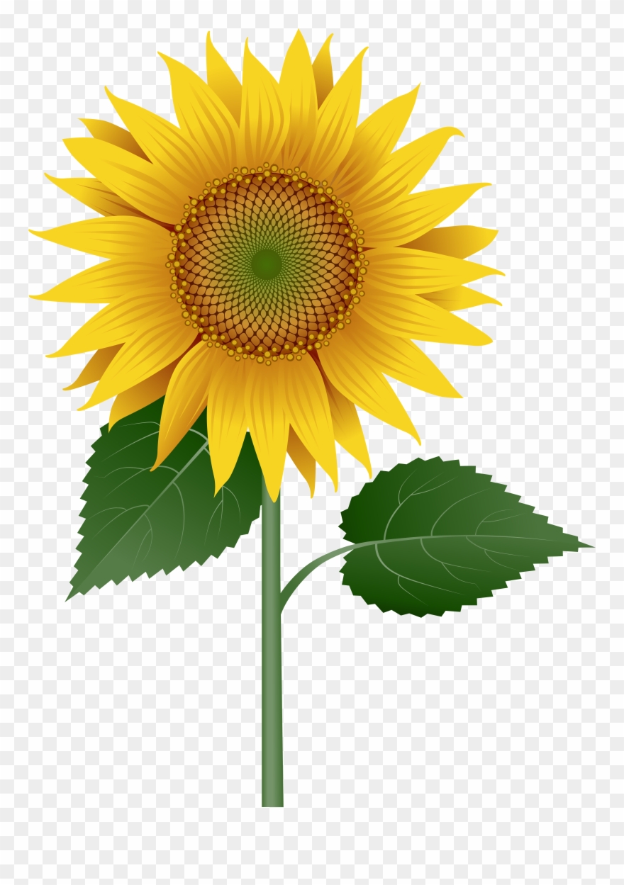 Sunflower Large Transparent Image Clipart