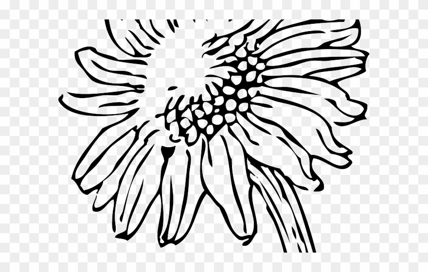 Sunflowers Clipart Sketch - Transparent Sunflower Clipart Black And White - Png Download