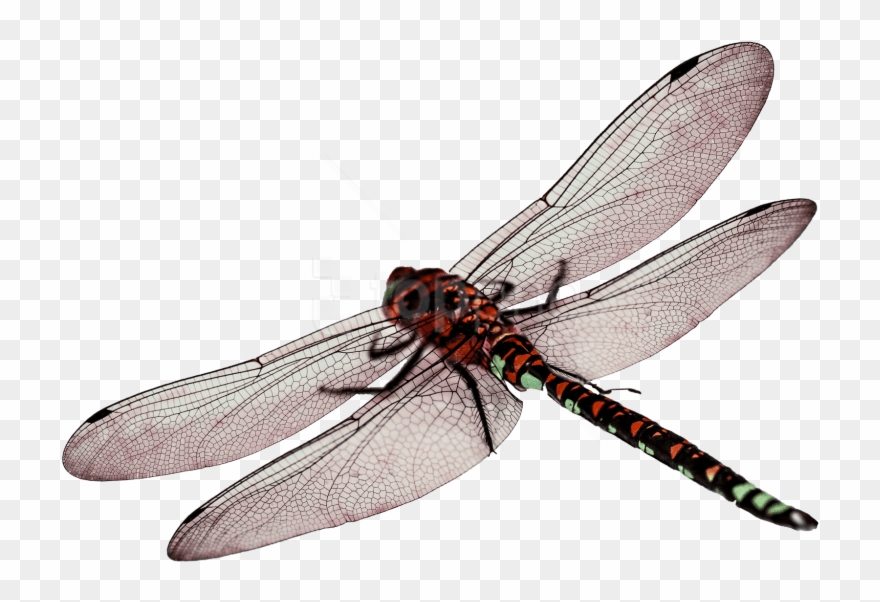 Free Png Images - Transparent Dragonfly Clipart