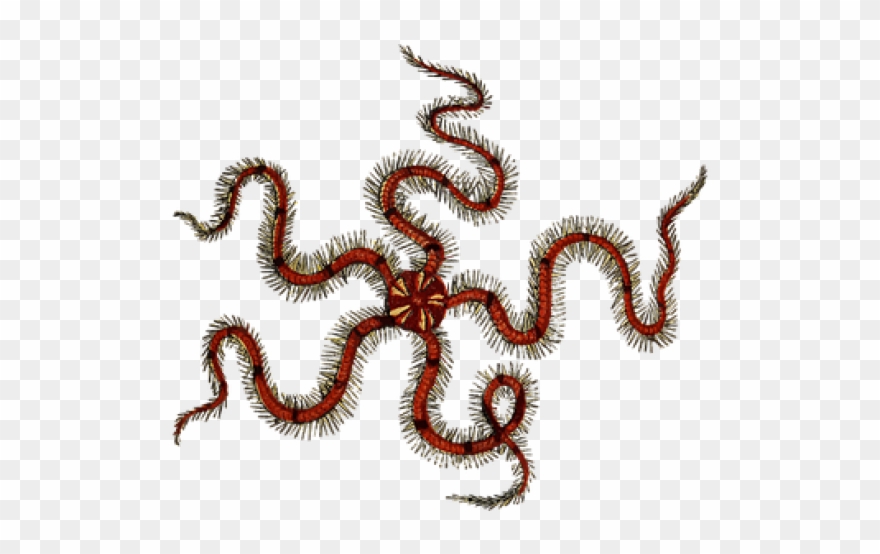 Brittle Star Clipart - Png Download