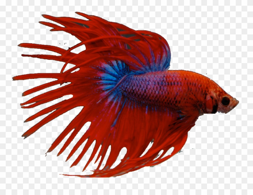 Beta Fish - Poisson Combattant Clipart