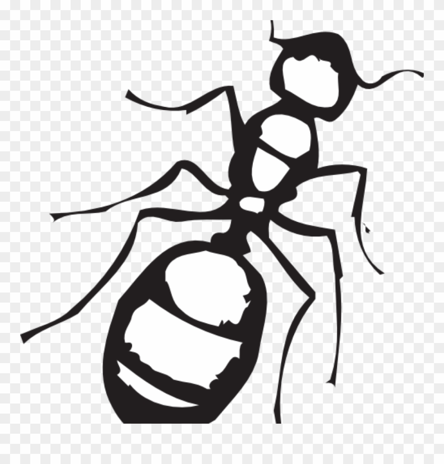 And Apple Hatenylo Com Sketch Of An - Ant Clipart Black And White - Png Download