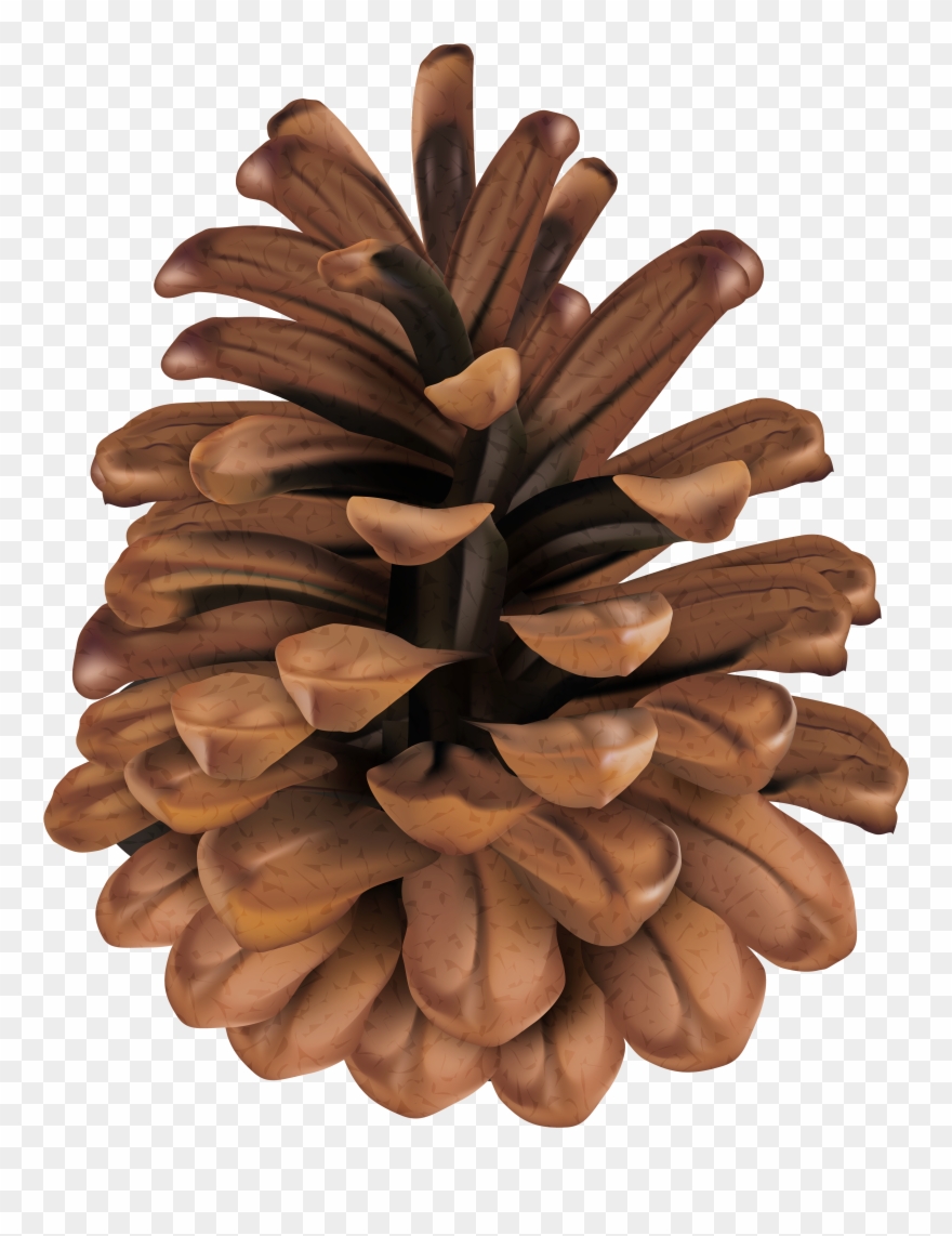 Clip Art , Png Download - Mexican Pinyon Transparent Png