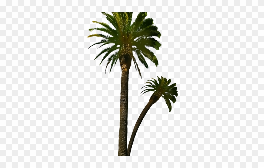 Date Palm Clipart Royal Palm - دعاء الثبات على الولايه - Png Download