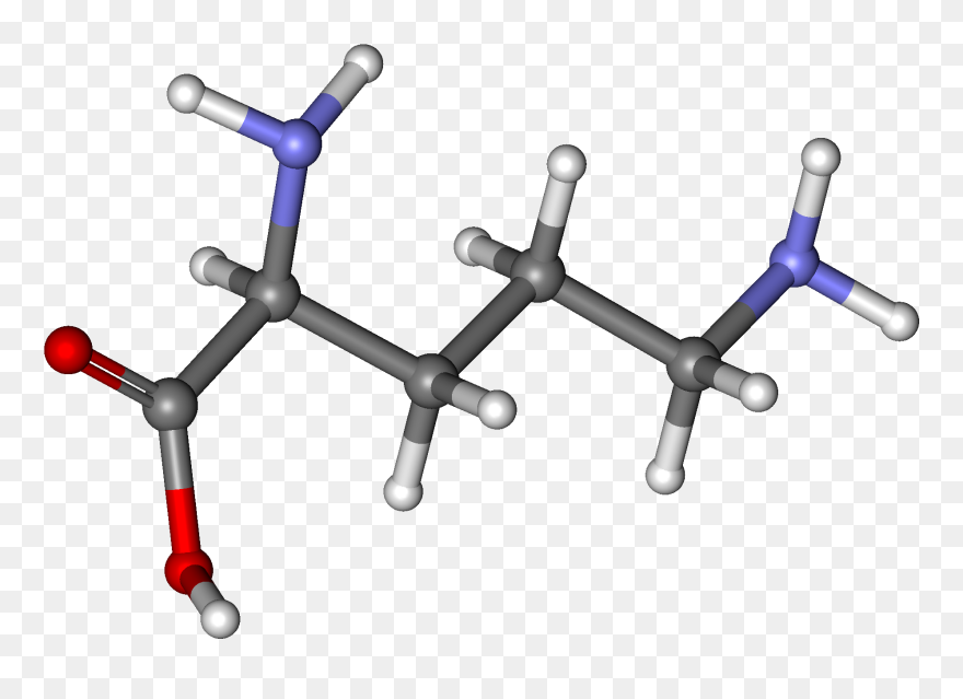 Ornithine For Stress - L Ornithine Clipart