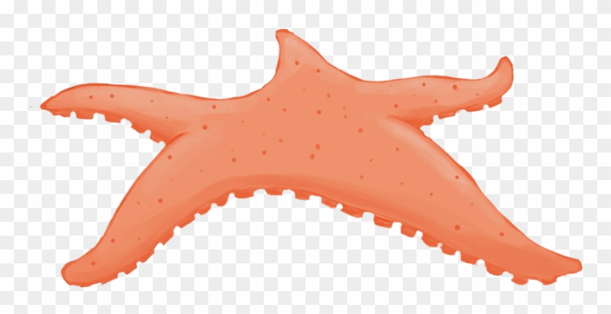 The Game Is An Endless Runner And Fridolin Needs To - Starfish Clipart