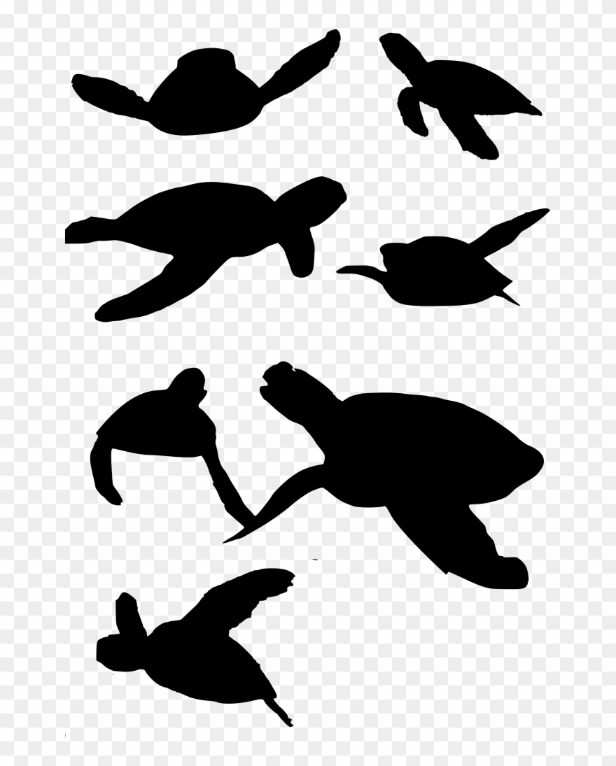 Download Png - Turtle Vector Clipart