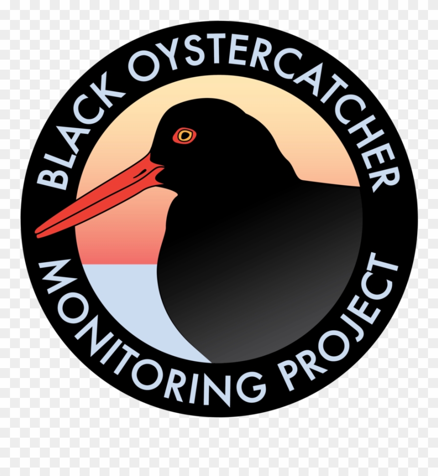 Black Oystercatcher Clipart