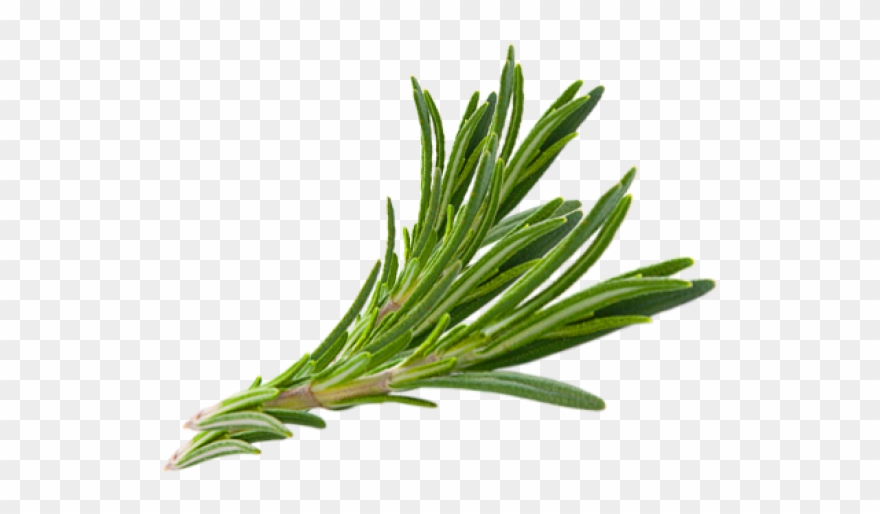 Hair Herb Thymes Rosemary Herbs Download Free Image - Rosemary Transparent Png Clipart