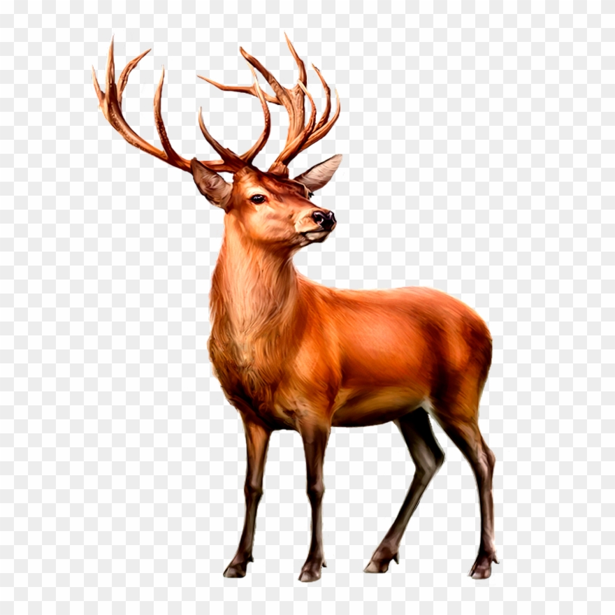 Shsy Of Child Actresseschild Starschild Starletschild - Deer Clipart