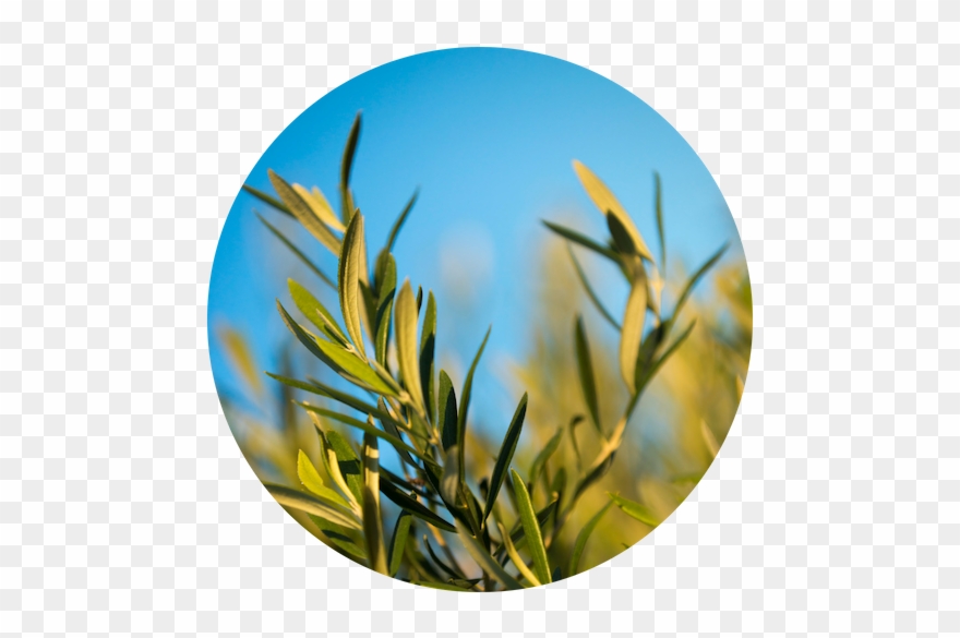 The Olive Leaf - Grass Clipart