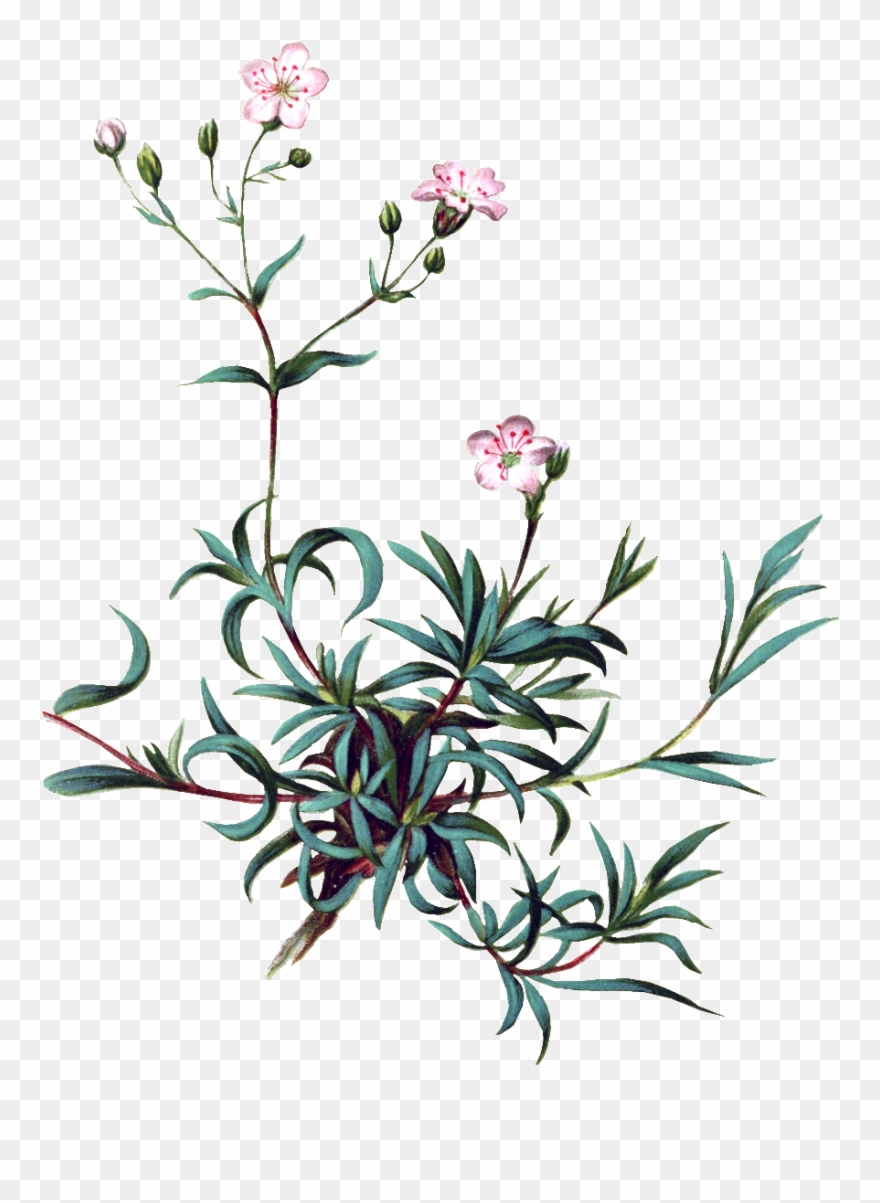 Pintado A Mano De Vivid Flor Planta Flores Png Transparente - Baby's Breath Botanical Illustration Clipart