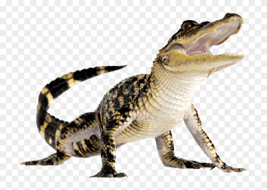 Free Png Download Crocodile Png Images Background Png - Alligator Png Clipart