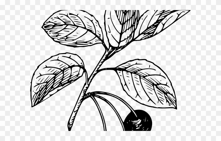 Cranberry Clipart Border - Cherry Clip Art - Png Download