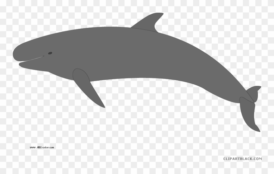 Beluga Whale Clipart Transparent - Humpback Whale Clipart Png