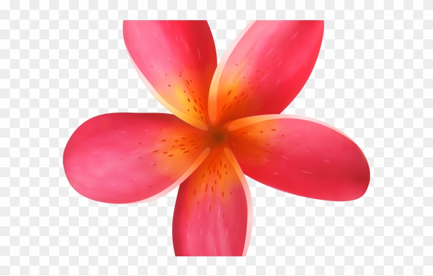 Exotic Clipart Moana - Tropical Flower Illustration Png Transparent Png