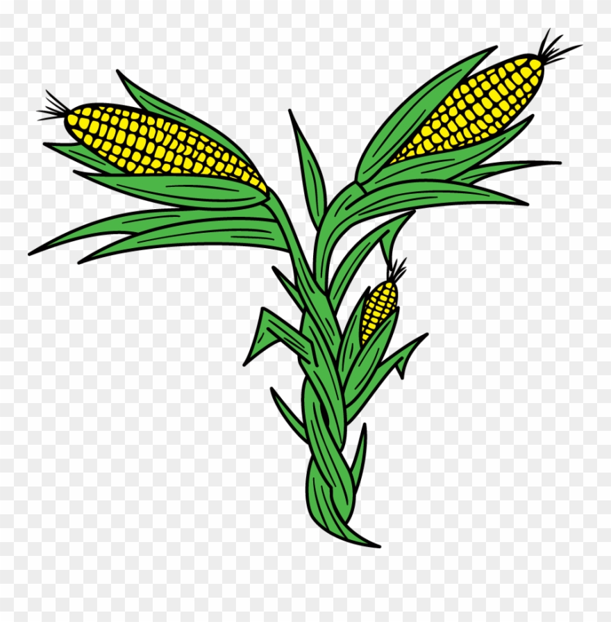Corn Picutre Clipart