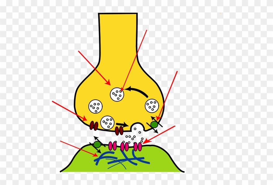 At Clkercom Vector Clip Art Online Royalty Free & Public - Calcium Channel In Synapse - Png Download