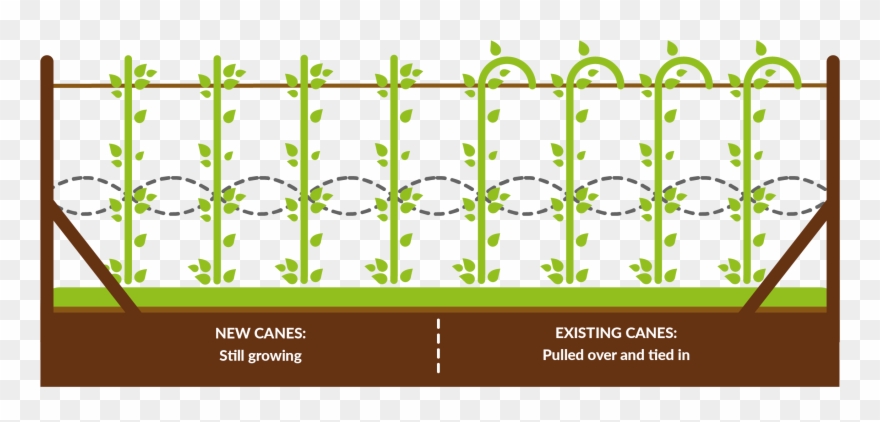 With The Stool System Canes Are Planted 68m Apart - Animal Clipart