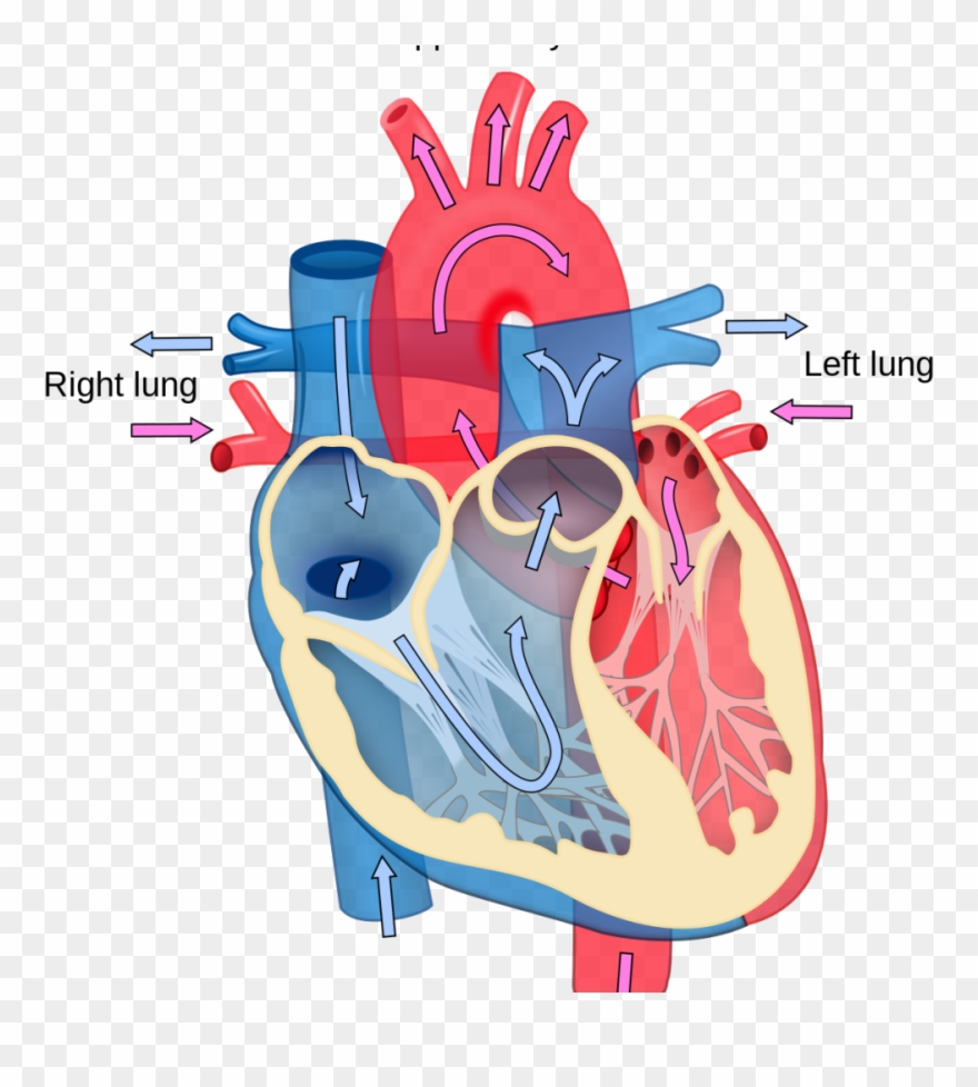 Blood Flow Unlabeled Heart Diagram Clipart